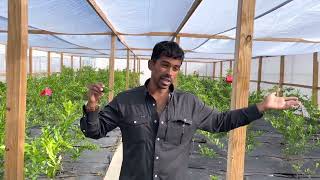 Our Makrut Kaffir Lime Leaf Production