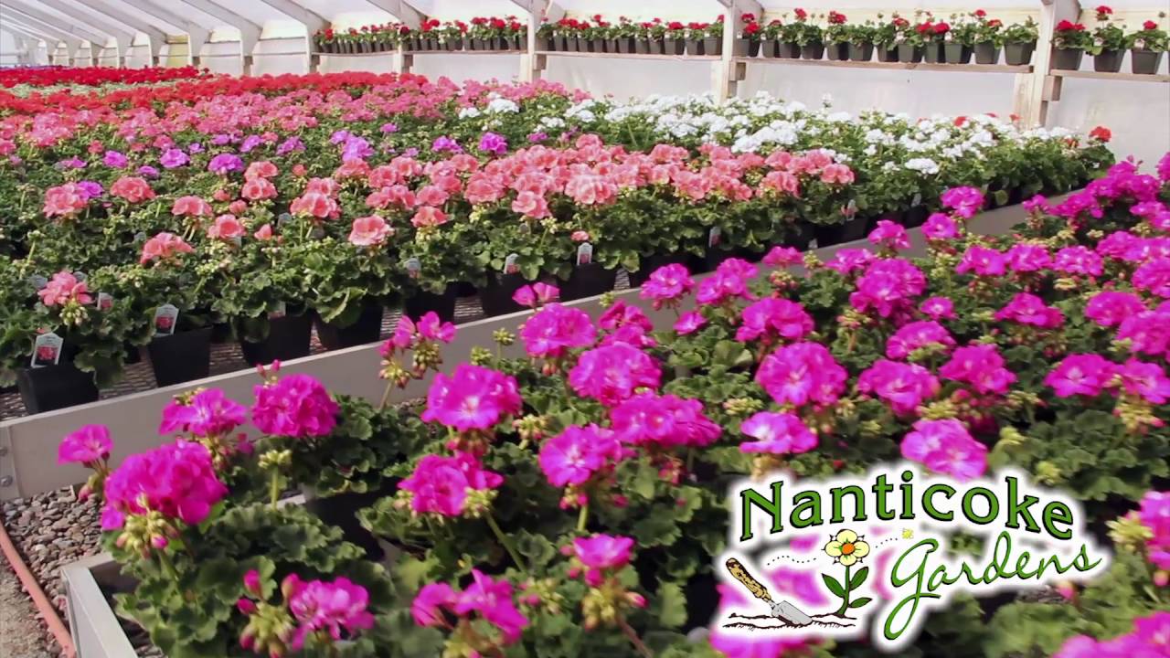 Nanticoke Gardens General 2016 HD 30 YouTube