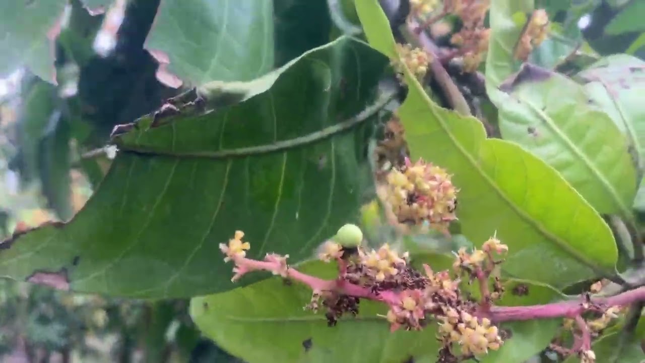 Bông xoài sau những ngày mưa liên tục! ( 2/11/2025)