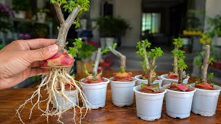 Exclusive I Tested a Simple Bougainvillea Rooting Trick — Here's What Happened in 15 Days Information