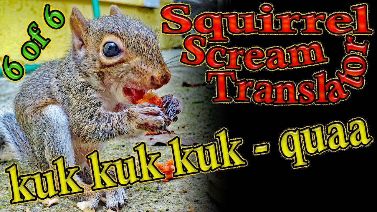 Cute Squirrel Singing Rhyming Making Noises Screaming Scream Talk