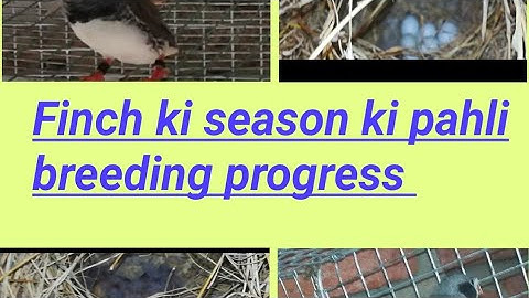 Finch ki season ki pahli breeding progress