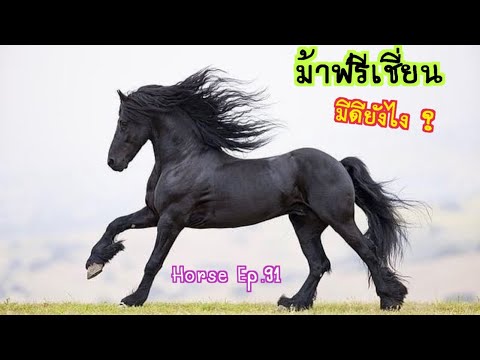 วีดีโอ: ม้ากีฬาไอริช