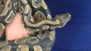 Remin Ramin Sefarov Ramil Seferov Hero National