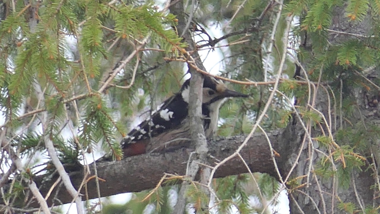 White-backed Woodpecker · Dendrocopos leucotos Weißrückenspecht in