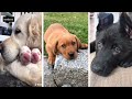 Most Viral DOGS on the internet! 🥰 Ultimate Funny Dogs Compilation!