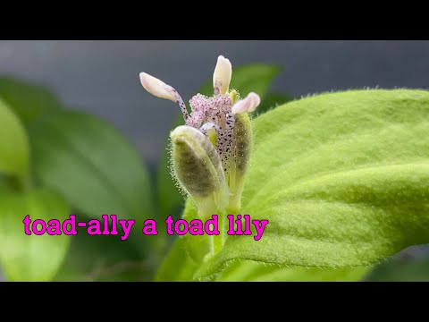 Grow your own TOAD LILLIES from seed! (Tricyrtis)