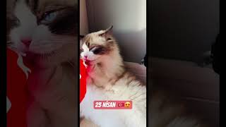 #23nisan #türkbayrağı öpen koklayan kedi #cat #leo #shorts #reels #komik #kedi #funny #cute #kitten