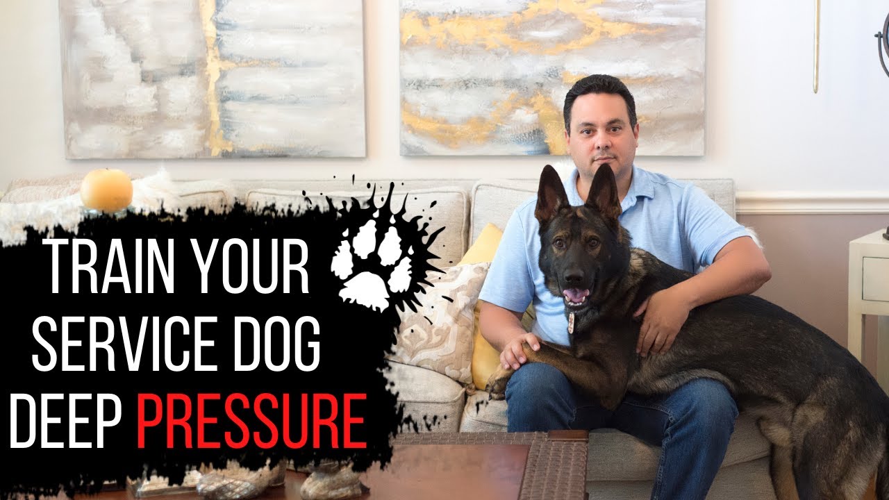 How to train your service dog deep pressure Service dog