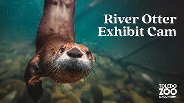 River Otter Exhibit, LIVE | Toledo Zoo