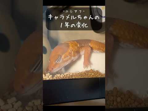 【ニシアフ】モルフ：キャラメルの1年の変化...！！！！ #爬虫類 #reptiles #ニシアフリカトカゲモドキ #ニシアフ #爬虫類飼育 #vtuber #shorts