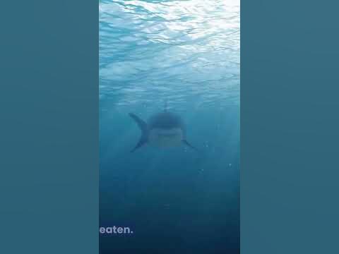 5 Reasons Why Sharks Aren't Dangerous to Humans - YouTube