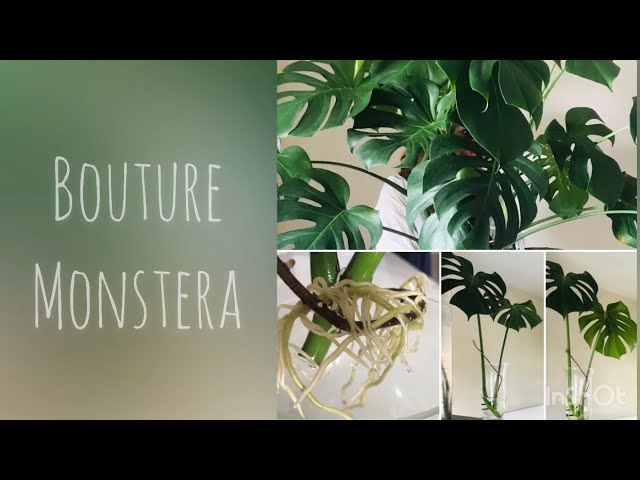 Monstera deliciosa – Boutures et moi