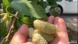 Nar Ağaci Dut Ağaci