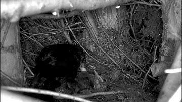 Blackbird Nest -day 8 Silver first PE class: Flap your wings!