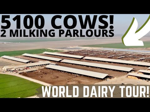 Milking 5100 Holsteins in 2 Double 30 Milking Parlours! (Part 1)