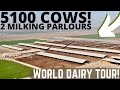 Milking 5100 Holsteins in 2 Double 30 Milking Parlours! (Part 1)