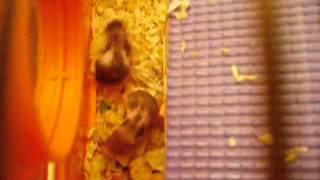 Baby hamsters exploring their cage