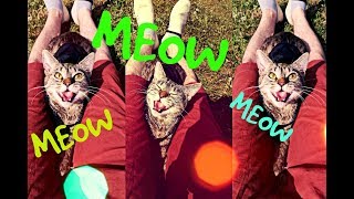 КОШКА ГОВОРИТ ПО КОМАНДЕ!!! ЧИТАЕТ ВСЛУХ :) ПРИКОЛ КОШКА ГОВОРИТ ПО КОМАНДЕ!!! ЧИТАЕТ ВСЛУХ :) ПРИКОЛ