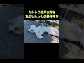 キジシロ猫がお腹を丸出しにしてお昼寝する #猫 #ねこ #cat