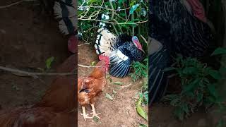 Chicken vs. Turkey 😹