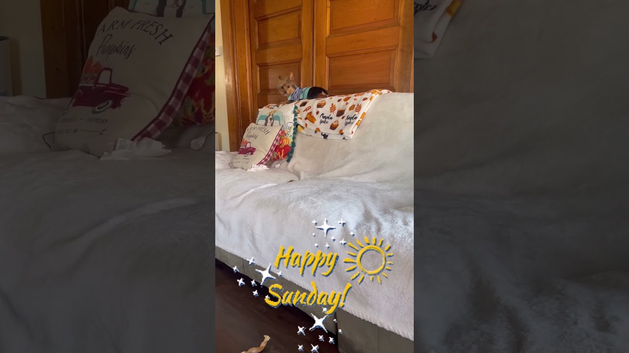 Mini dog hanging out 🤪 