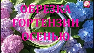 картинка: ОСЕННЯЯ ОБРЕЗКА КРУПНОЛИСТОВОЙ ГОРТЕНЗИИ