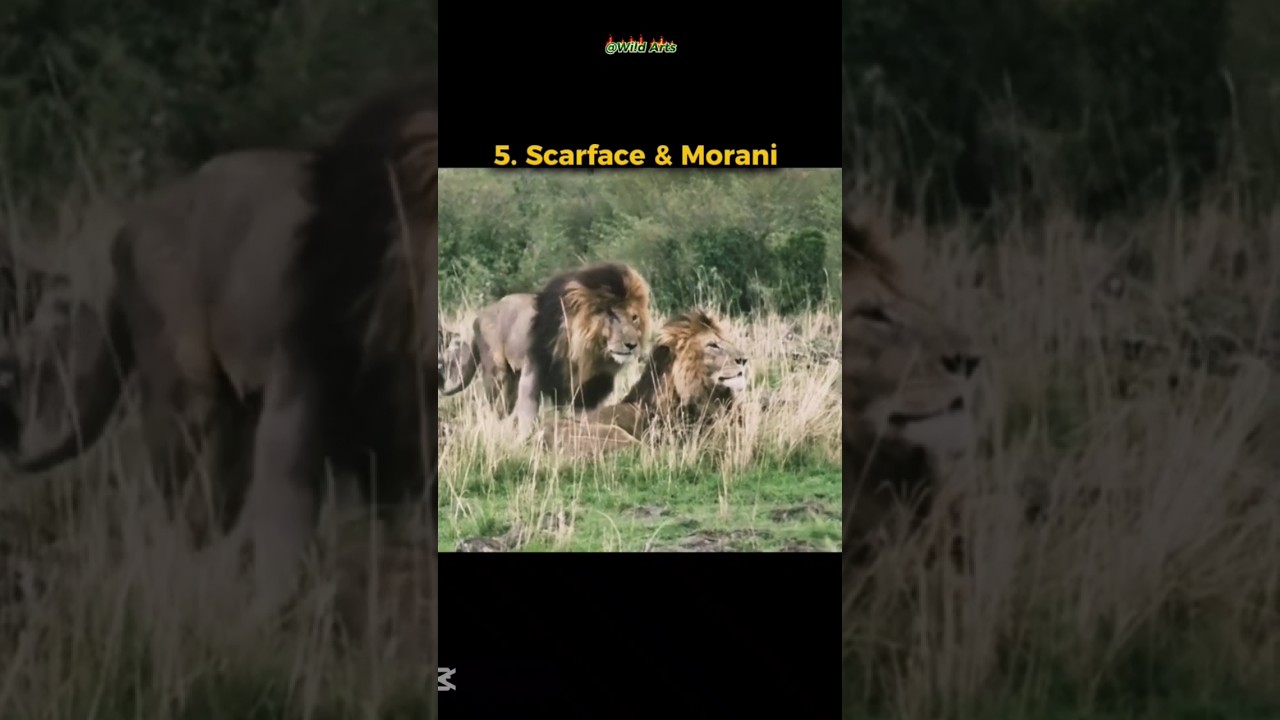Top 5 lion brothers duo in Masai Mara 🔥 