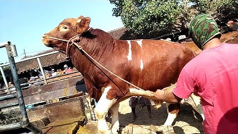 datang simental jumbo mirip penton di pasar sapi Ambulu....