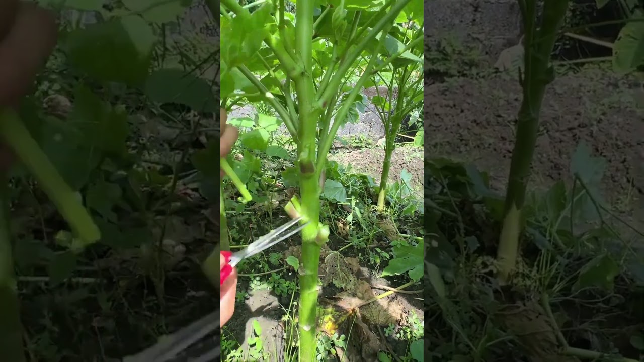 Sk 2722 mini rotary tillage and ridging one one tree  short view 