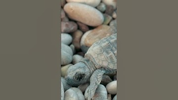 Thumbnail of Baby Sea Turtles | NATURE Shorts | PBS