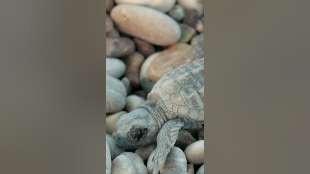 Baby Sea Turtles | NATURE Shorts | PBS