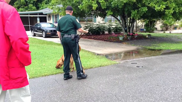 Bloodhound Daisy searches for Freda Rizzo