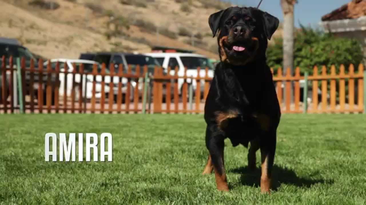 all black german rottweiler