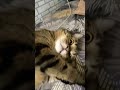#love #котик #животные