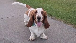 Happy hound playdate