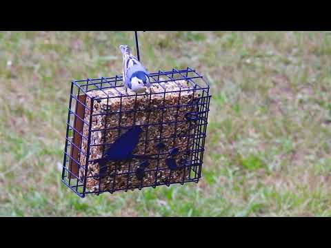 This Bird feeder is a Magnet for Backyard Birds
