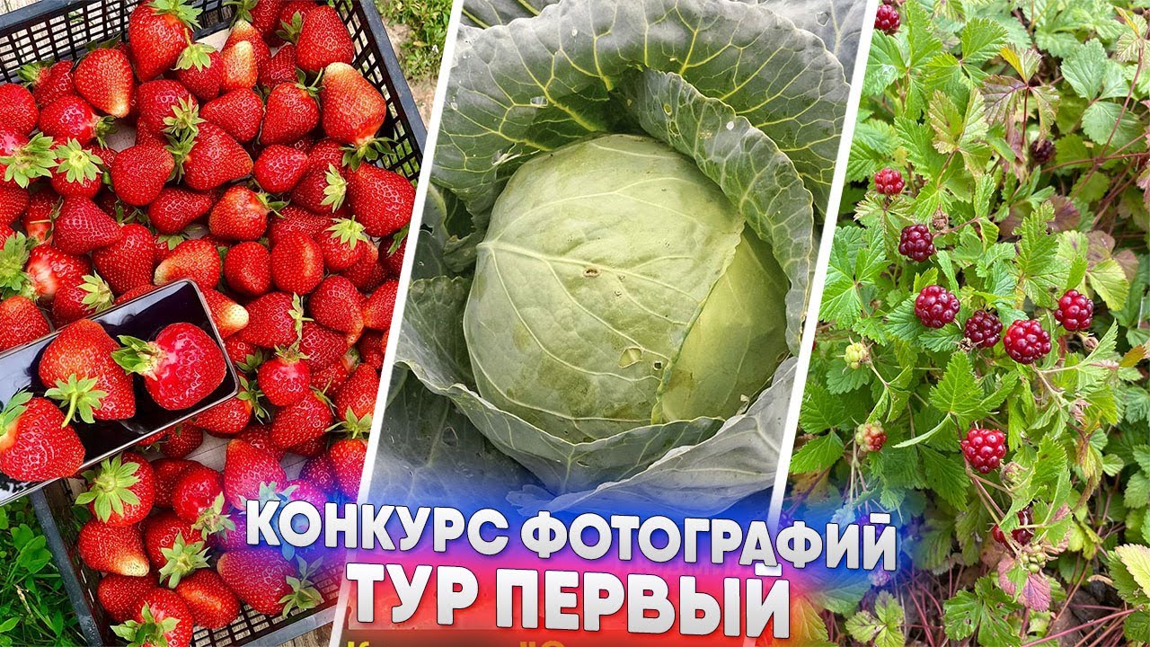 Конкурс фотографий - Тур первый