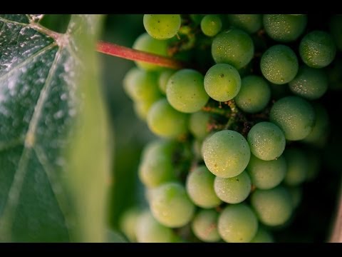 Vídeo: Cold Hardy Grapes - Escolhendo videiras para paisagens da Zona 5