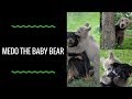 Medo The Baby Bear