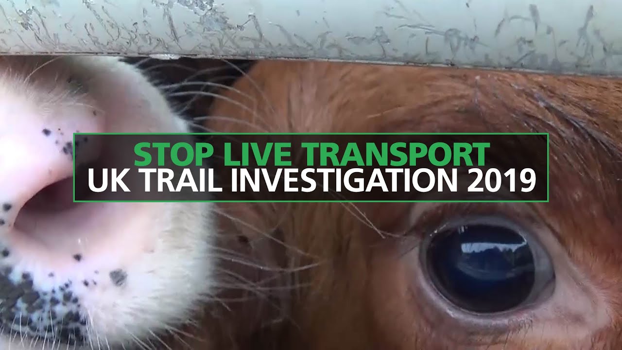 Stop Live Transport Uk Trail Investigation 2019 Youtube