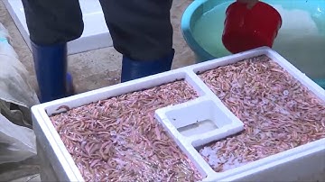 Rươi đầu vụ được mùa ở Hải Dương