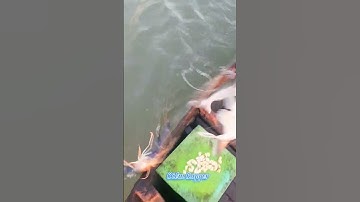 #Shorts / Tuyệt chiêu câu tôm càng xanh cá ba sa quá phê miền tây sông nước #KiềmRapper