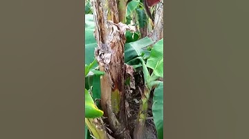 Chuối trổ ngang hông và co lại thân cây