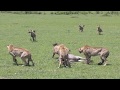 Masai Mara N.R., Kenya - 5 Cheetah coalition vs. Hyenas 2018 Jan. 18