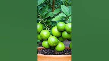 🌿How to Grow LEMON TREE! Great Ideas of Propagation Lemon tree using a Green Coconut🌴#lemontree