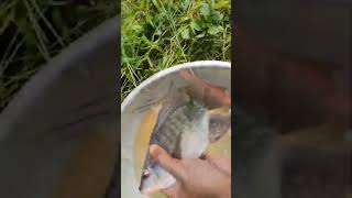 Tilapia Fish Growth in 3 Months | Amazing Transformation #shorts