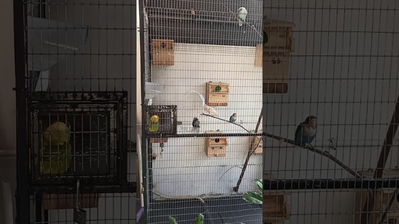 Burung saja mandi, masak kamu enggak??! 