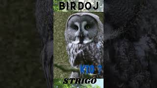 BIRDOJ – Unua parto #Shorts