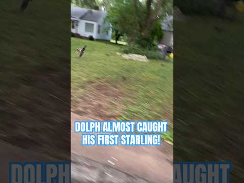 This was Dolph’s